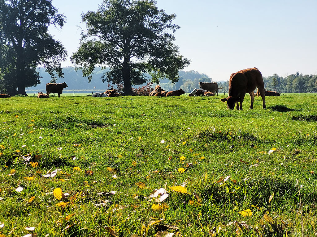 Rinderherde auf Weide